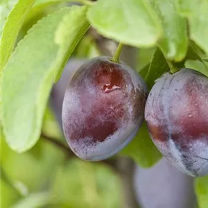 Prunus dom.'Bühler Frühzwetsche' CAC