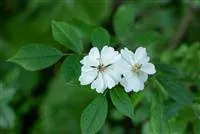 Rosa multiflora