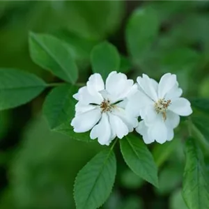 Rosa multiflora