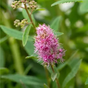 Spiraea billardii 'Triumphans'