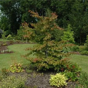 Parrotia persica