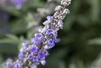 Vitex agnus-castus latifolia