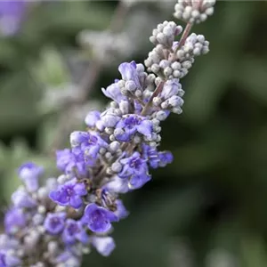 Vitex agnus-castus latifolia