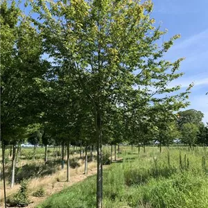 Amelanchier arborea 'Robin Hill'