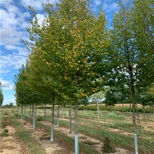 Carpinus betulus 'Frans Fontaine'