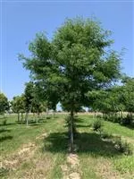 Gleditsia triacanthos 'Skyline'