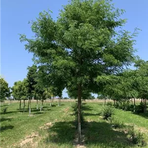 Gleditsia triacanthos 'Skyline'