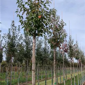 Malus tschonoskii