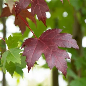 Acer platanoides 'Royal Red'