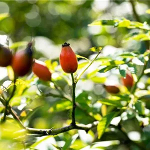 Rosa canina