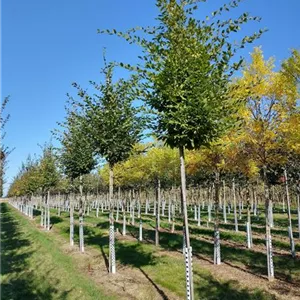 Carpinus betulus