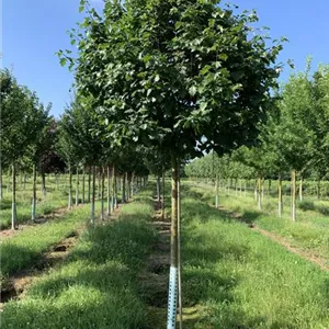 Sorbus torminalis