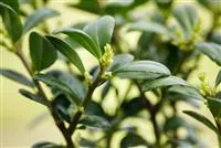 Ilex crenata 'Dark Green' -R-