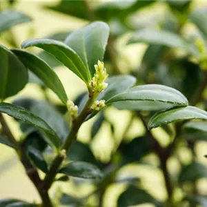 Ilex crenata 'Dark Green' -R-