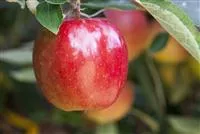 Malus 'Braeburn' CAC