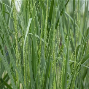 Panicum virgatum 'Northwind'