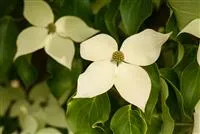 Cornus kousa chinensis 'Claudia'