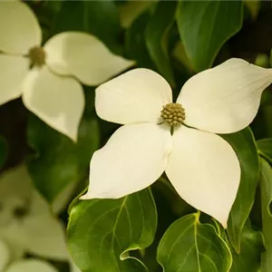 Cornus kousa chinensis 'Claudia'