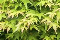 Acer palmatum 'Bi-hoo'