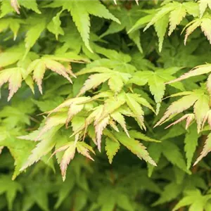 Acer palmatum 'Bi-hoo'