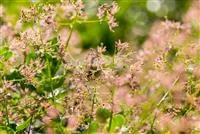 Cotinus coggygria