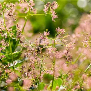 Cotinus coggygria