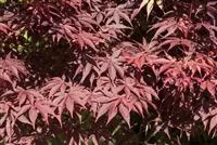 Acer palmatum 'Bloodgood'