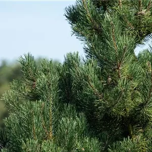 Pinus sylvestris 'Watereri'