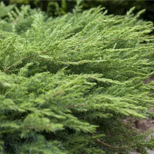 Juniperus conferta 'Slager'