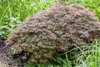 Acer palmatum 'Garnet'