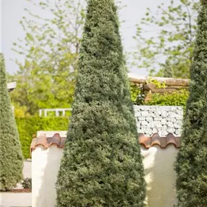 Cupressus arizonica 'Fastigiata'