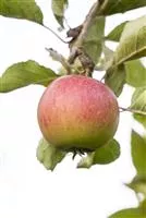 Malus 'Piros' -S- CAC