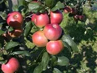 Malus 'Red River' -R- CAC