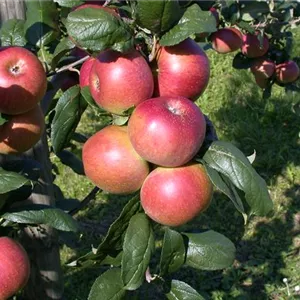 Malus 'Red River' -R- CAC