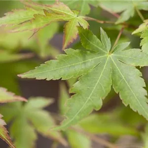 Acer palmatum 'Sangokaku'