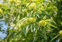 Castanea sativa 'Ecker'