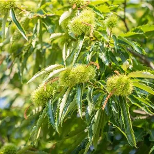 Castanea sativa 'Ecker'