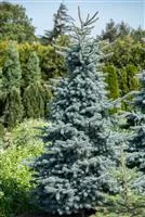 Picea pungens 'Hoopsii'