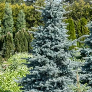 Picea pungens 'Hoopsii'