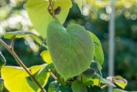 Actinidia chinensis 'Tomuri'