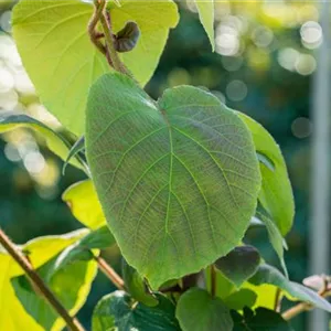 Actinidia chinensis 'Tomuri'