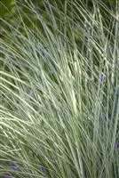 Miscanthus sinensis 'Morning Light'