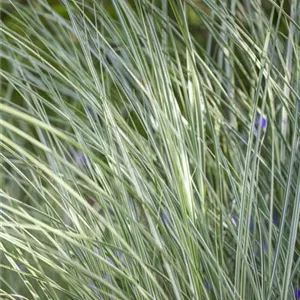 Miscanthus sinensis 'Morning Light'