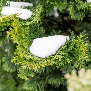 Chamaecyparis obtusa 'Nana Gracilis'