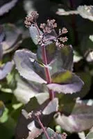 Sedum telephium 'Matrona'