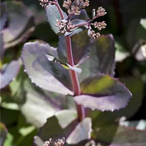 Sedum telephium 'Matrona'