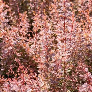 Berberis thunbergii 'Inspiratin'