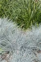 Festuca cinerea 'Elijah Blue'