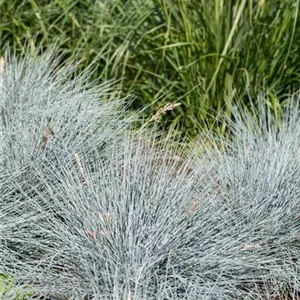 Festuca cinerea 'Elijah Blue'