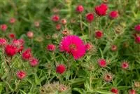 Aster novae-angliae 'Alma Pötschke'